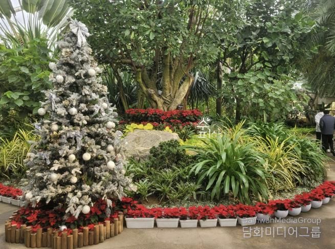 부천호수식물원 수피아 입구 크리스마스 트리 전시 모습