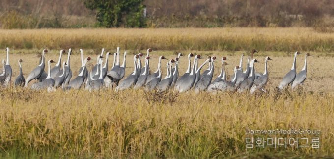 주남저수지를 방문한 재두루미