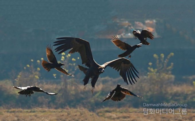 김해시, 겨울철새 먹이주기로 화포천습지 보전 강화-독수리