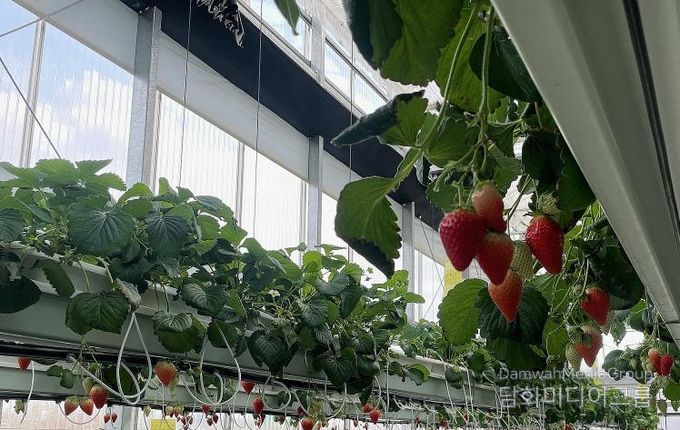 나주시, 남평 ‘설향’ 딸기 본격 출하…내년 특화작목 육성사업 선정