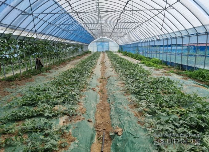 고온 피해 경감으로 농가소득 안정화 실현