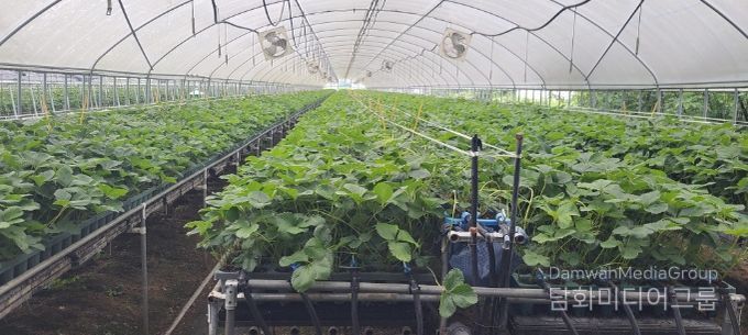 지역특화작목 ‘딸기묘’, 프리미엄 시장 도약 발판