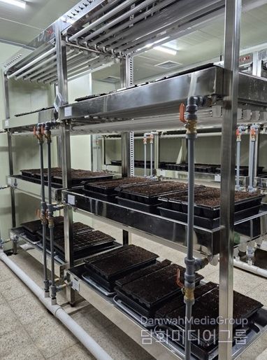 ,‘바이러스에 강한 씨마늘’생산