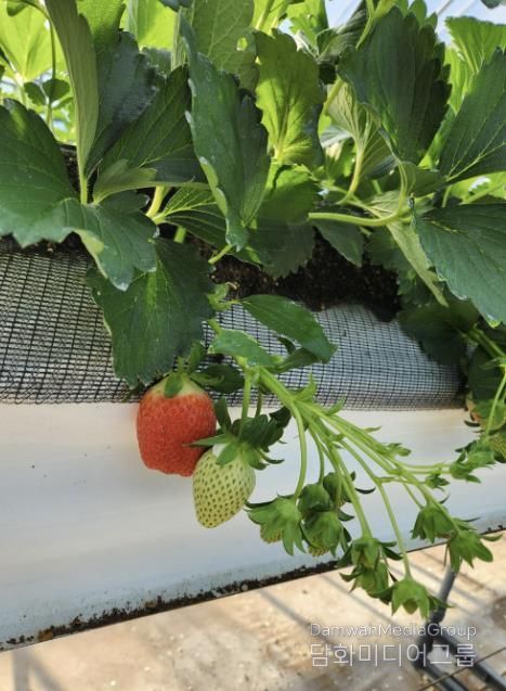 봉화군, 12월 상순부터 고품질‘봉화 딸기’본격 출하