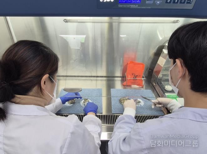 광주광역시, 생식용 굴 노로바이러스 안전성 검사