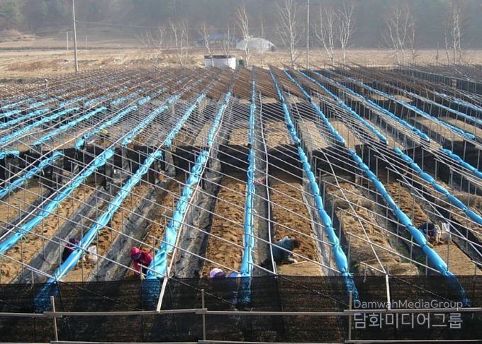눈이 쌓이지 않도록 차광망을 말아놓은 인삼밭