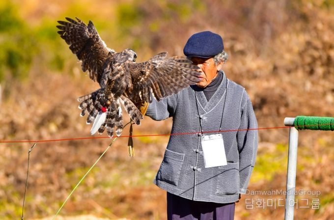 진안군, 전북특별자치도 무형유산 ‘매사냥’ 공개시연회 개최