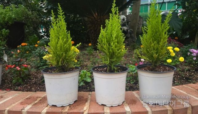 청주랜드, 초등생 대상 크리스마스트리 만들기