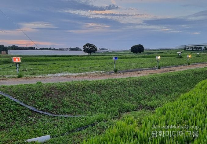 먹노린재 최적 방제 전략 찾았다