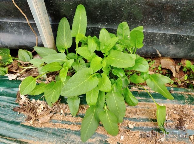 시설수박 병해충 관리, 수확 후 하우스 관리부터 - 잡초사진