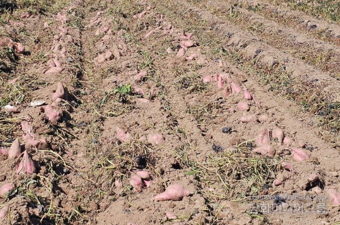 가공용 고구마 '다원미'