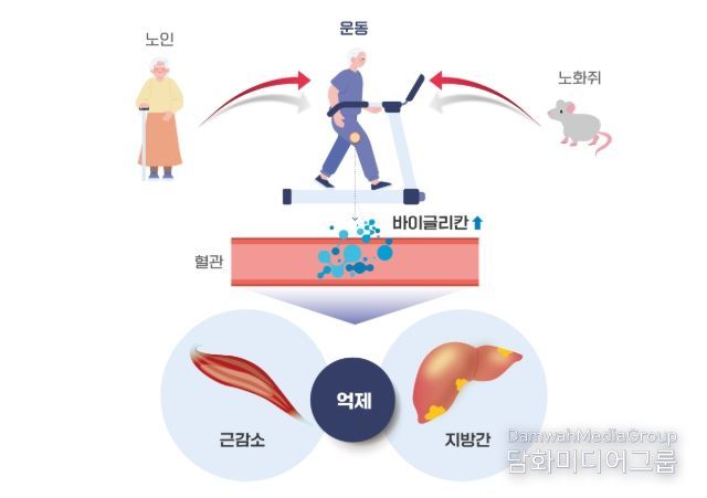 운동을 통해 분비된 바이글리칸(Biglycan)의 근육과 간 손상 개선효과 모식도