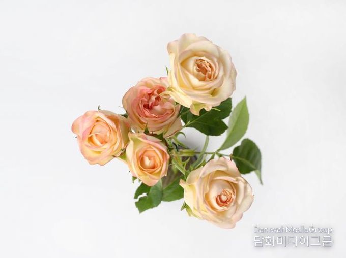 경기도 육성 장미