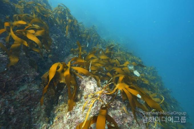 통영 욕지 도동, 2026년 바다숲 대상지 선정 1(국도 수심 5~10m)