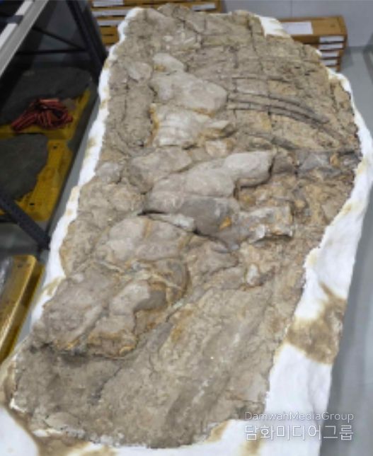 포항 신생대 두호층 고래화석