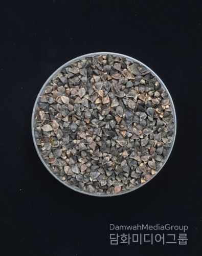 메밀(양절, 종자)