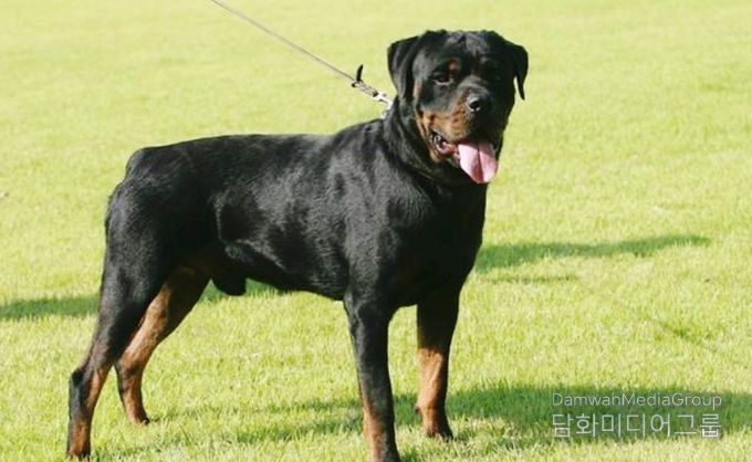 , ‘맹견사육허가제도’ 안착을 위한 전담반 운영