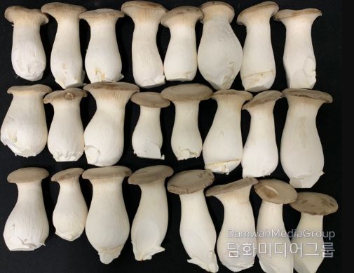 홍삼 부산물 배지에서 재배한 큰느타리버섯