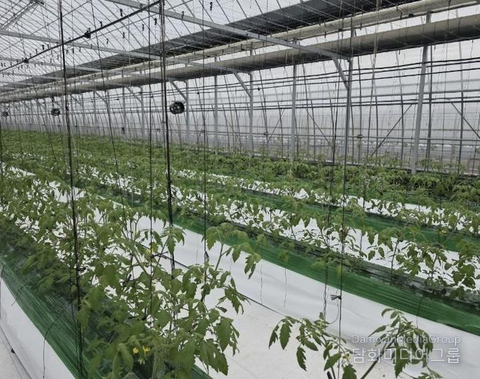 과채류 품질향상 사업을 지원받은 딸기 재배 농가의 모습