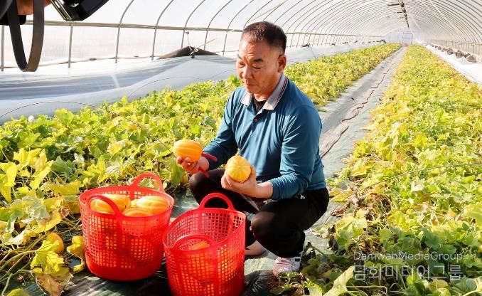 성주군 황금빛 설렘의 시작! 2026년산 성주참외 첫 출하