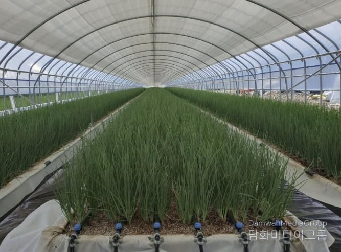 쪽파 양액재배 사진