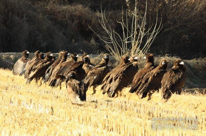 남원 보절면 신파제 일원에 천연기념물 독수리 100여 마리 2년째 월동