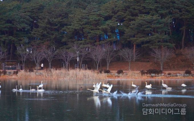 고니, 대한민국의 숨 울진에서 힘찬 날개짓