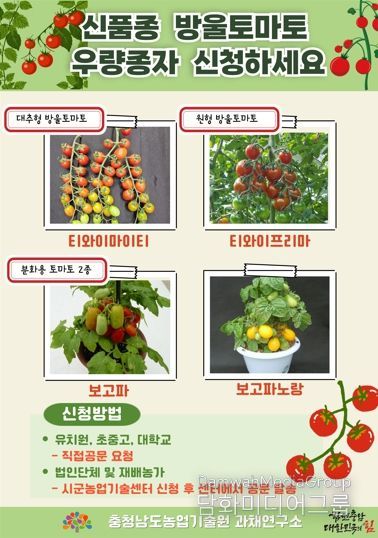 신품종 방울토마토 우량종자 신청하세요