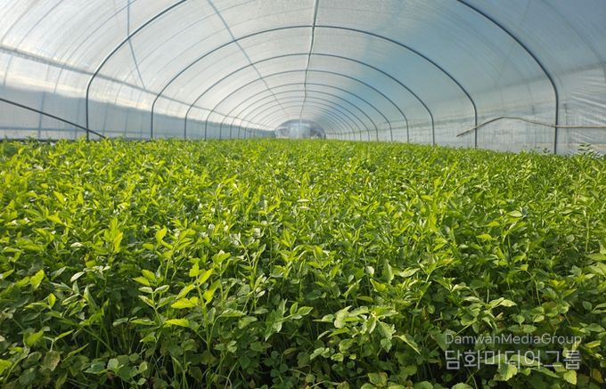 동구 미대동 한 미나리 농가에서 미나리 출하를 앞두고 있다.