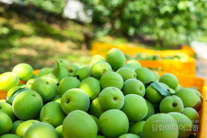 광양시, 임야 재배 매실 과원 유기질비료 지원 신청・접수