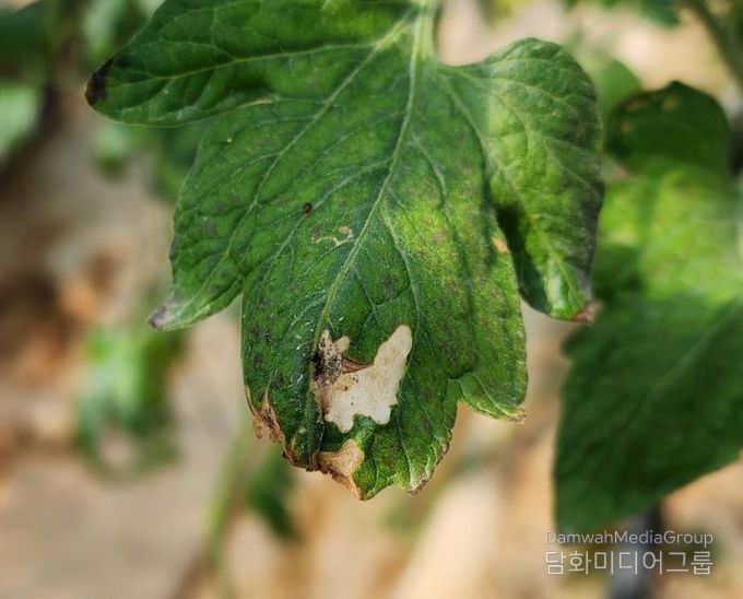 토마토 뿔나방 유충 피해를 본 잎.