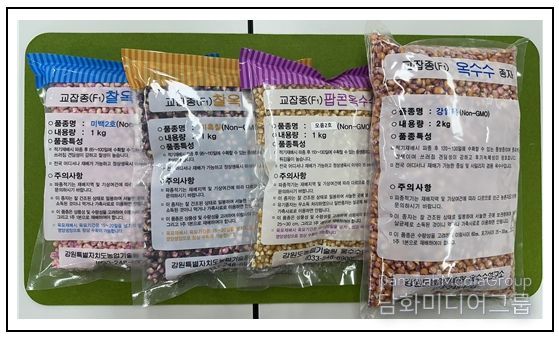 농업기술원 옥수수연구소 보급형 옥수수 품종