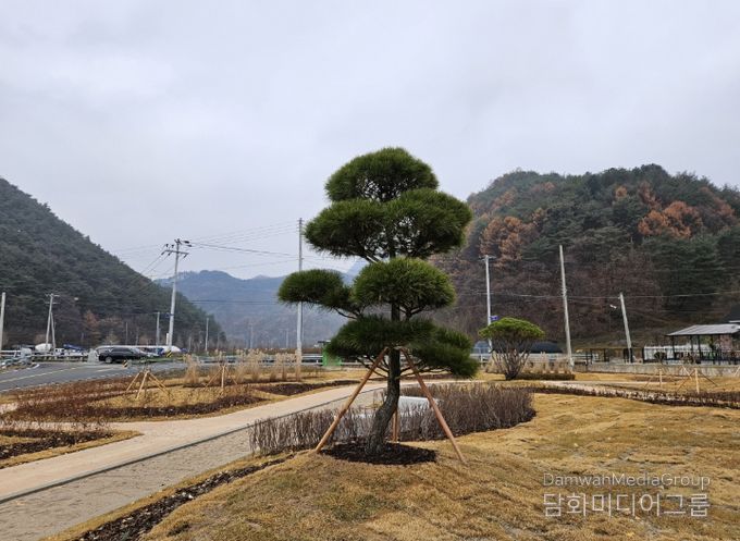 평창치유정원에 조형 소나무 기증