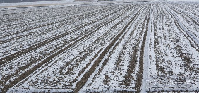 부안군농업기술센터, 한파 대비 노지작물 동해 예방 철저 당부