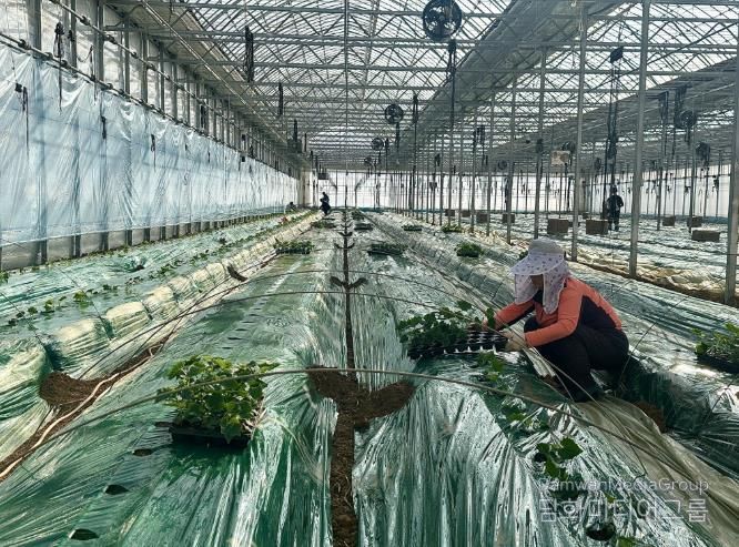 강화군, 한겨울 한파 속 강화섬오이 새해 첫 정식 시작 “한겨울 추위도 문제 없다”