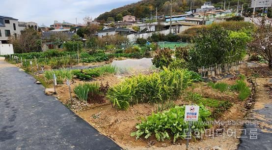 도시민 친환경 가족텃밭 전경(안산동)