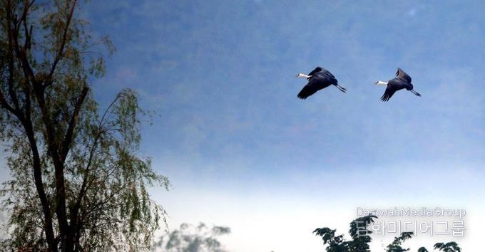 순천만습지 하늘 위의 수묵화 같은 흑두루미