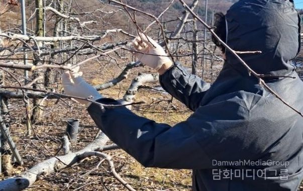겨울철 과수 화상병 궤양 집중 예찰