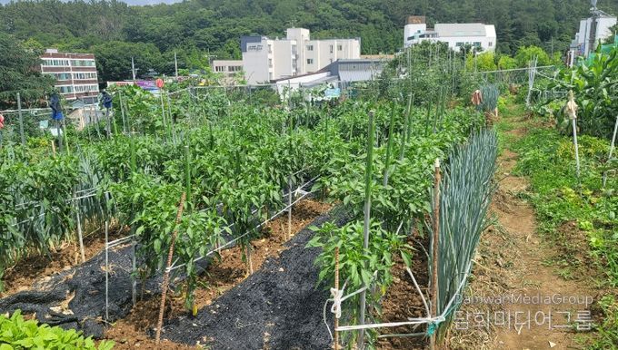 2026년도 대구 남구 공영텃밭 분양 신청 접수