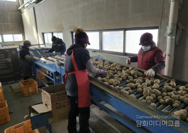 괴산군, 씨감자 자체 생산 체계 구축 완료