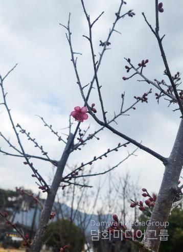 강진 첫 ‘홍매화’ 개화에 강진청자축제 기대감 증폭
