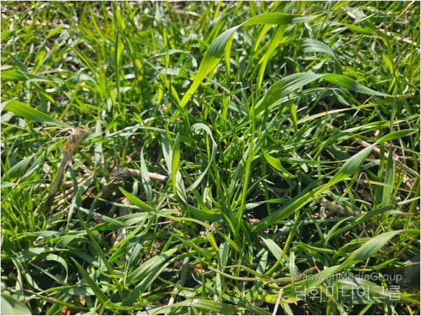 트리티케일 성숙 전경