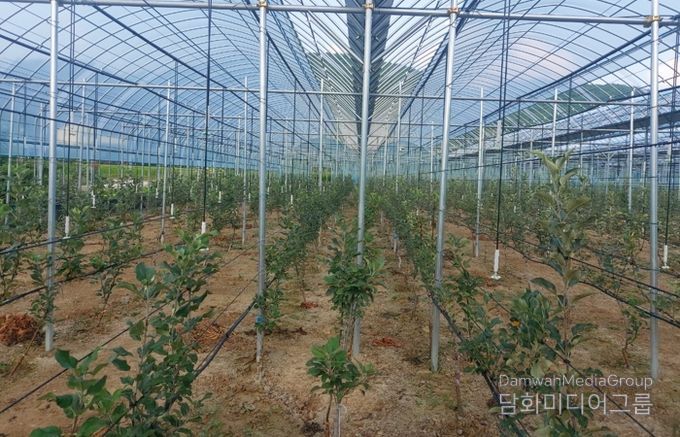 경북도, 재해대응형 하우스 사과로 미래 산업 선점