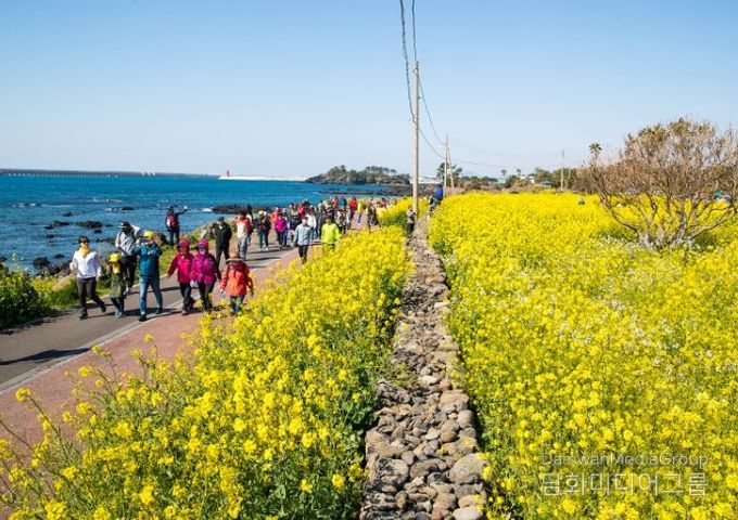 유채꽃 국제걷기대회