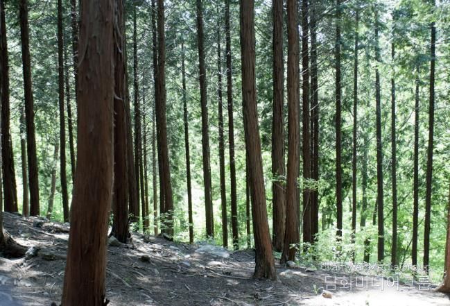 성주산자연휴양림 편백나무숲