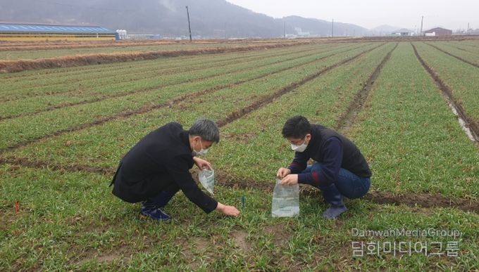 농업기술센터 관계자들이 맥류 생육재생 여부를 판정하고 있는 모습.