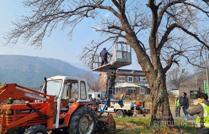속초시, 주요 도로변 전정 작업으로 도시 경관 개선한다