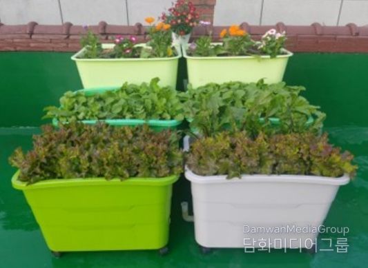 란다에 ‘나만의 텃밭’