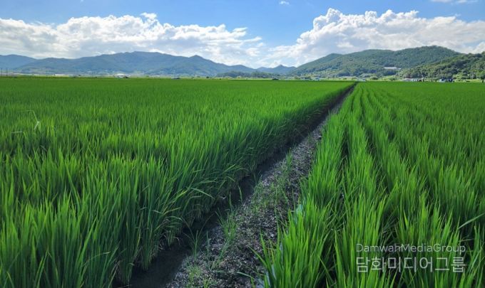 벼 재배농가