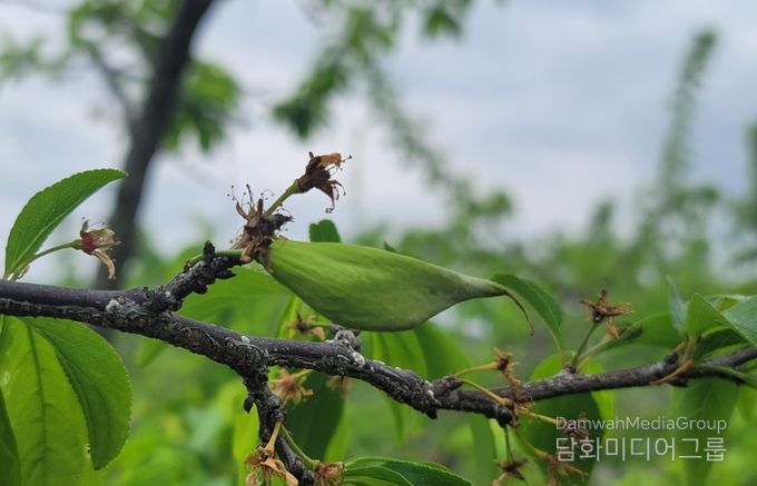 경북도, 친환경 자두 주머니병 방제는 발아기부터 시작